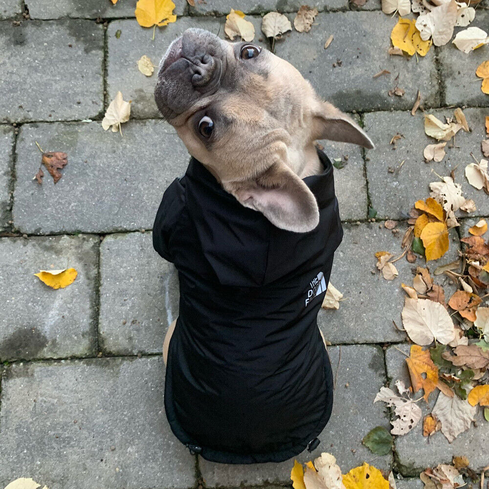 Dogs winter Jacket